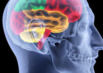 Imaging the effects of hunger on the brain’s response to food cues Imaging the effects of hunger on the brain’s response to food cues