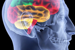 Imaging the effects of hunger on the brain’s response to food cues