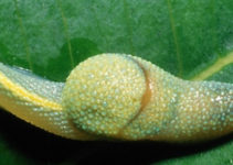 Diabetes: Key to faster-acting insulin found in snail venom Diabetes: Key to faster-acting insulin found in snail venom