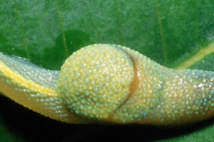 Diabetes: Key to faster-acting insulin found in snail venom