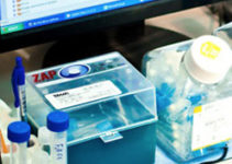 Human Embryonic Stem Cells (hESC) and Induced Pluripotent Stem Cells (iPSC)