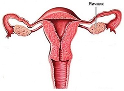 Preventive removal of the ovaries - the experts ' opinion