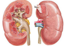 Nephrology Nephrology